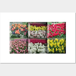 An assortment of tulips framed together Posters and Art